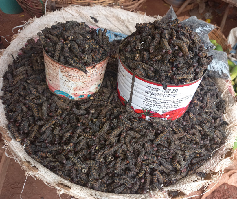 Chenilles ou « Chitoumou » : « aliment très prisé » à Sikasso pour ses « vertus thérapeutiques »