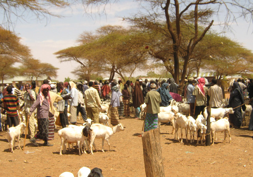 Exportation du bétail au Mali: les conditions qu’il faut