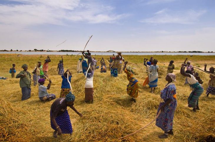 Sahel : Plusieurs pays menacés par l'insécurité alimentaire à cause des violences.