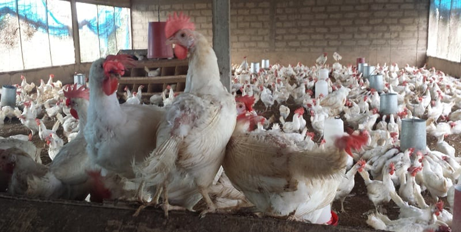 Grippe aviaire au Mali : 30 000 volailles tuées, des vendeurs nient l’existence de la maladie