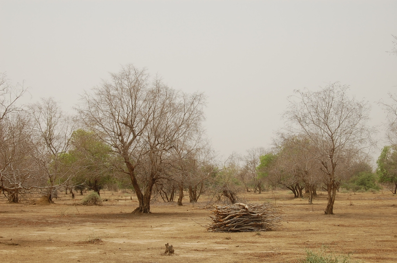 Parlons de l’Environnement : Mali, 100 mille hectares de forêts détruites par an