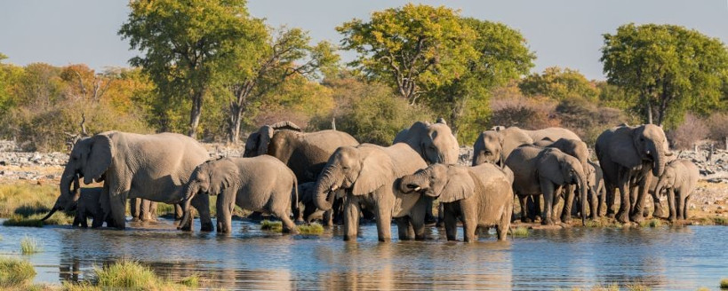 « Parlons de l’Environnement » : Mali, êtres humains et éléphants menacés par des phénomènes climatiques