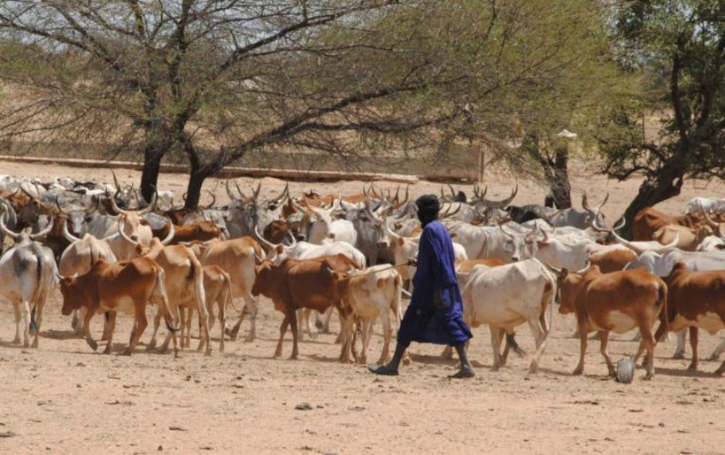 KAYES : caravane de sensibilisation pour prévenir les conflits entre des éleveurs du Mali, du Sénégal et de la Mauritanie