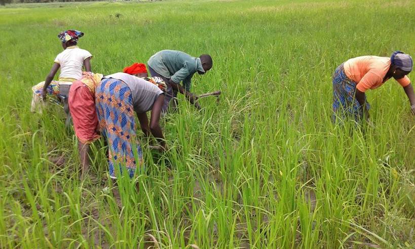 Des riziculteurs de la plaine de San Ouest de plus en plus inquiets de la cherté de l’engrais subventionné