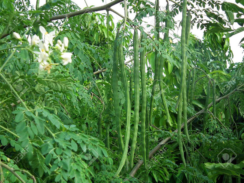 Moringa: une plante efficace dans le traitement du diabète et l’hypertension