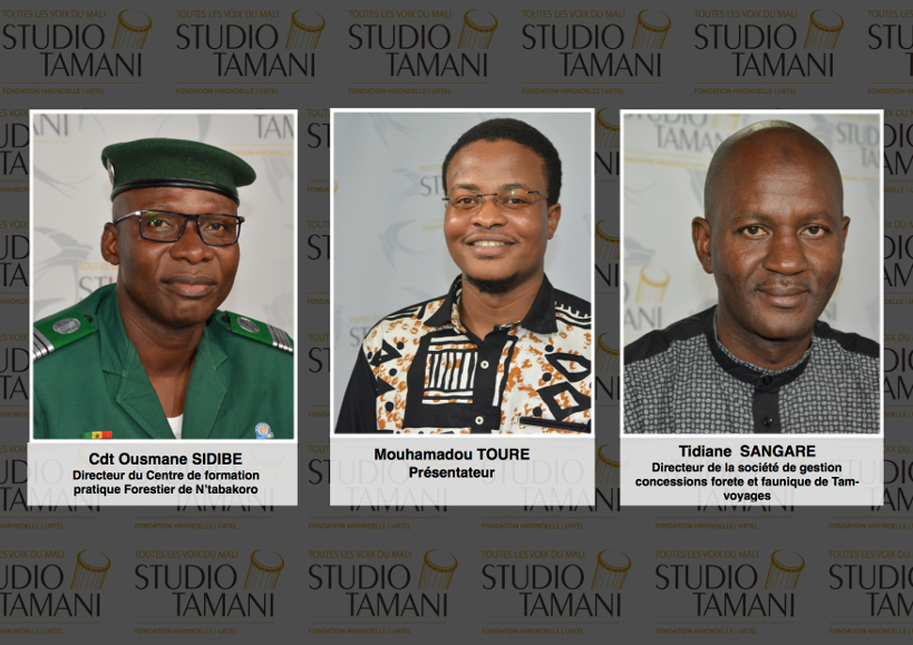 Déforestation au Mali : comment y faire face ?