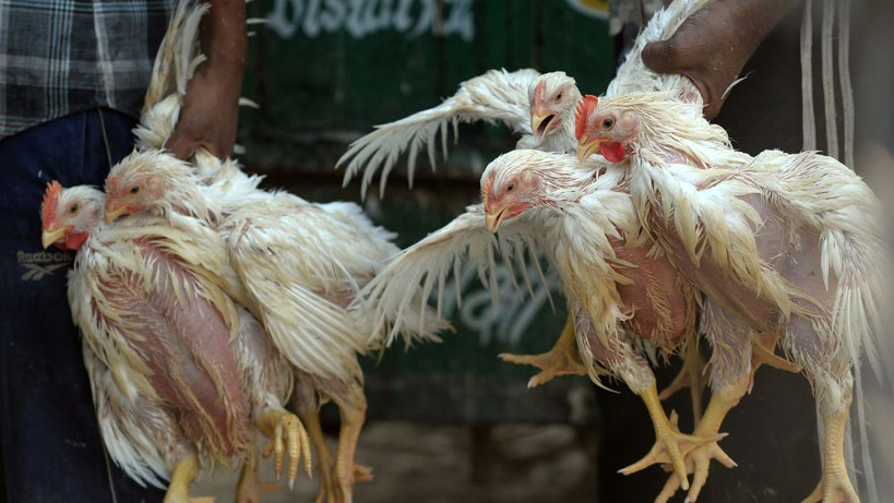 Grippe aviaire : plus de 312 mille volailles touchées, les services vétérinaires annoncent des dispositions