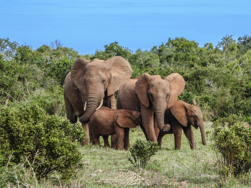 « Parlons de l’Environnement » : une « forte menace » pèse sur les éléphants du Gourma