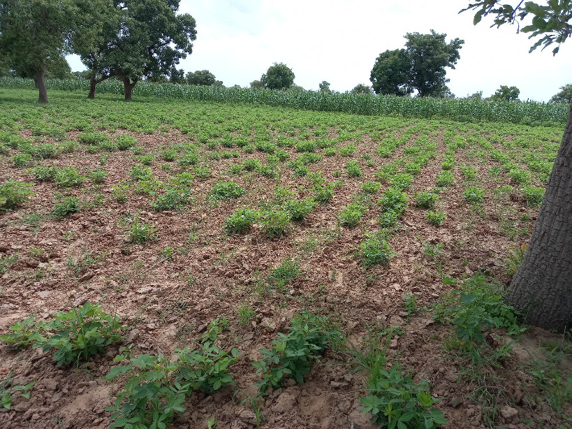ANR : protection de l’environnement, « une réelle volonté politique » demandée par des Maliens