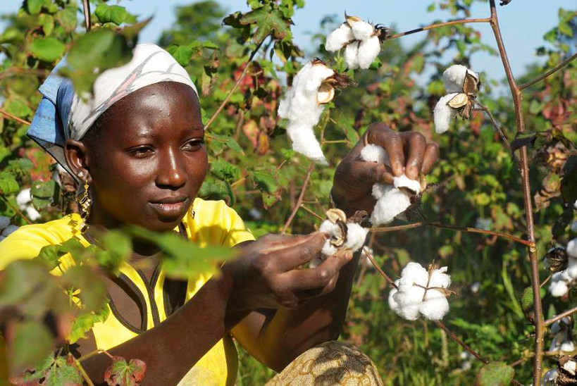 Mali : 98% du coton exportés, les cotonculteurs “insatisfaits”