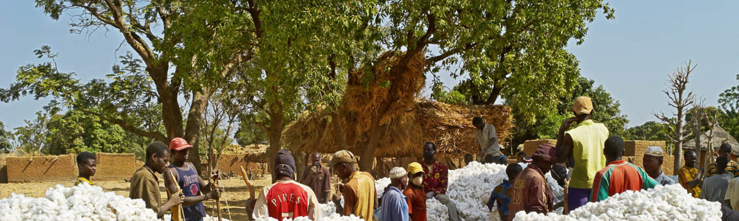 Agriculture, le Mali redevient 1er producteur de coton en Afrique