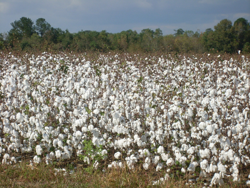 Production de coton : le Mali redevient premier en Afrique