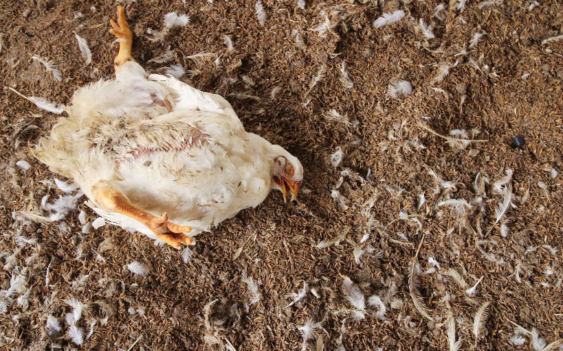 Grippe aviaire : 312.000 volailles décimées pour empêcher la propagation