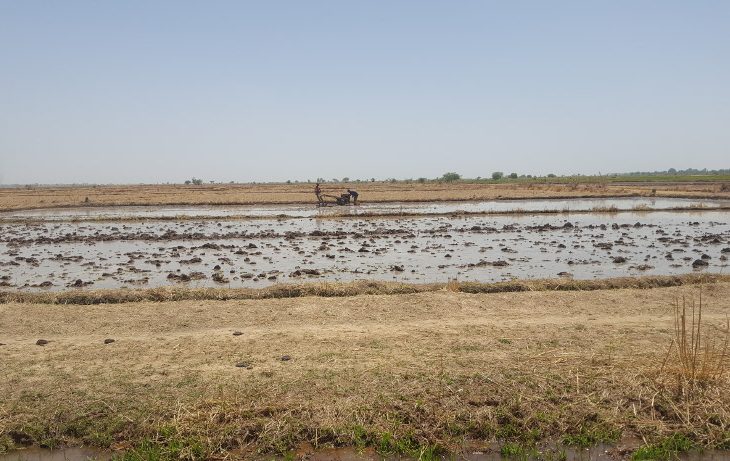 MACINA : démarrage de la mise ne place des pépinières dans les zones de production de l'Office du Niger de Macina