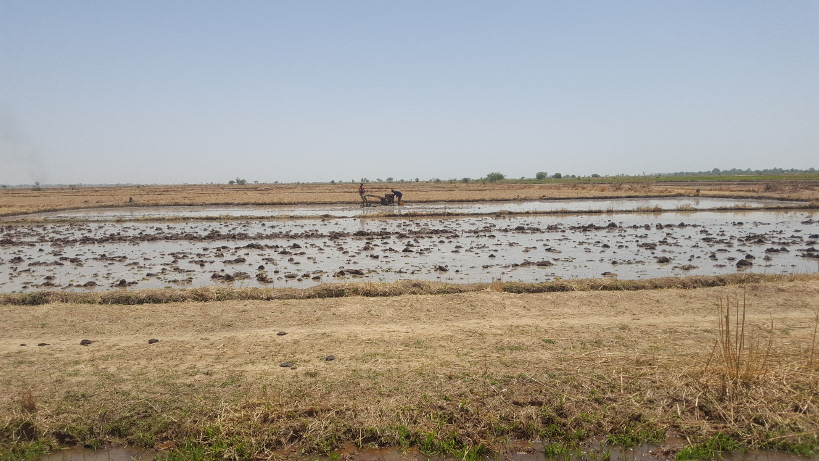 MACINA : démarrage de la mise ne place des pépinières dans les zones de production de l’Office du Niger de Macina