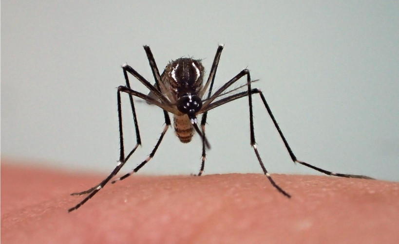 Paludisme : « plus de 200 décès » enregistrés cette année au Mali