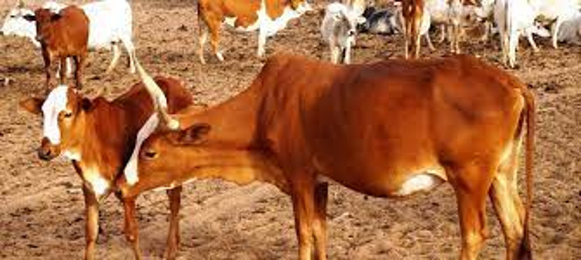 Sikasso : mise en place de la Plateforme lait et petits ruminants