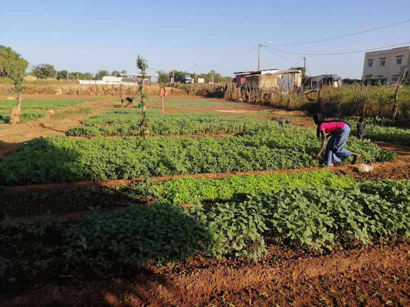 Renforcement des capacités des maraichères de Kadiolo