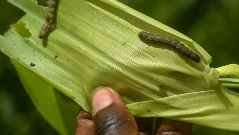 KADIOLO : l’apparition des chenilles inquiète les agriculteurs