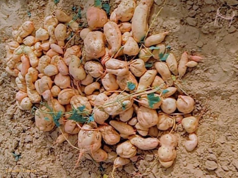 Kayes : l’abondance de patates douces saluée par les producteurs et consommateurs