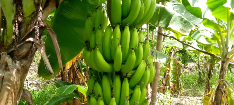 Koulikoro : plus de 8 mille tonnes de bananes non écoulées cette année