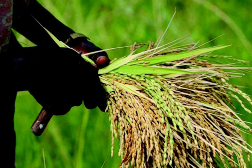 MACINA : le riz reste cher malgré la bonne récolte