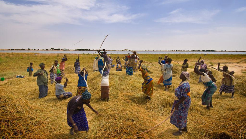 Macina : démarrage de la campagne de récolte du riz