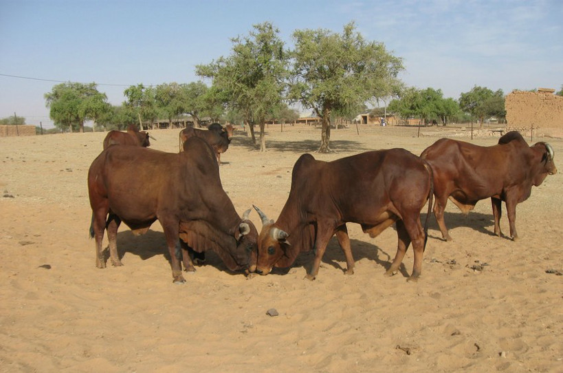 Bourem : célébration de la tabaski :plus de 60 bœufs offerts à des familles démunies