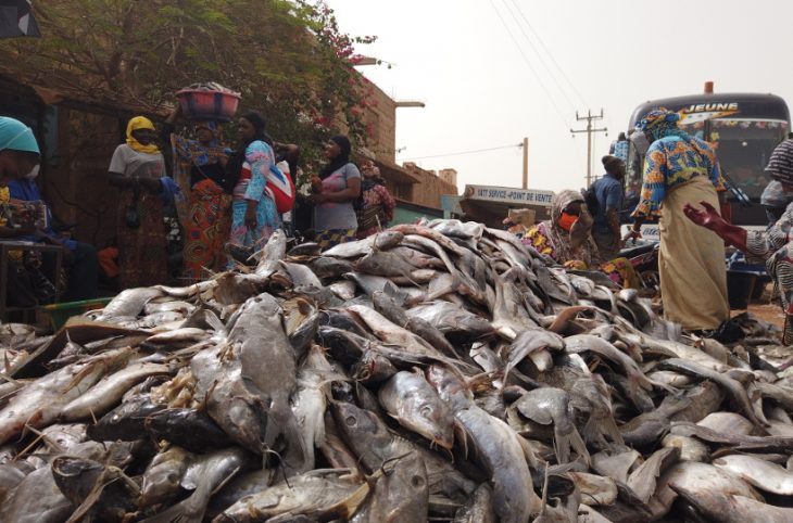 Alimentation : d'où viennent les poissons consommés au Mali ?