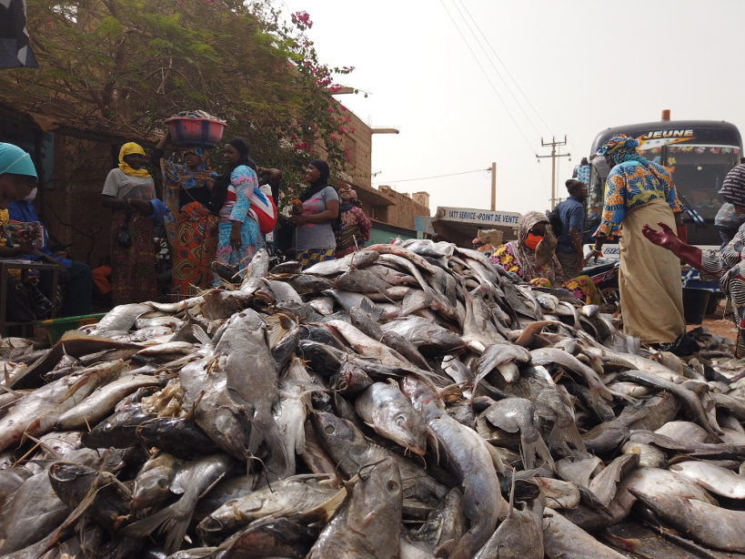Alimentation : d’où viennent les poissons consommés au Mali ?