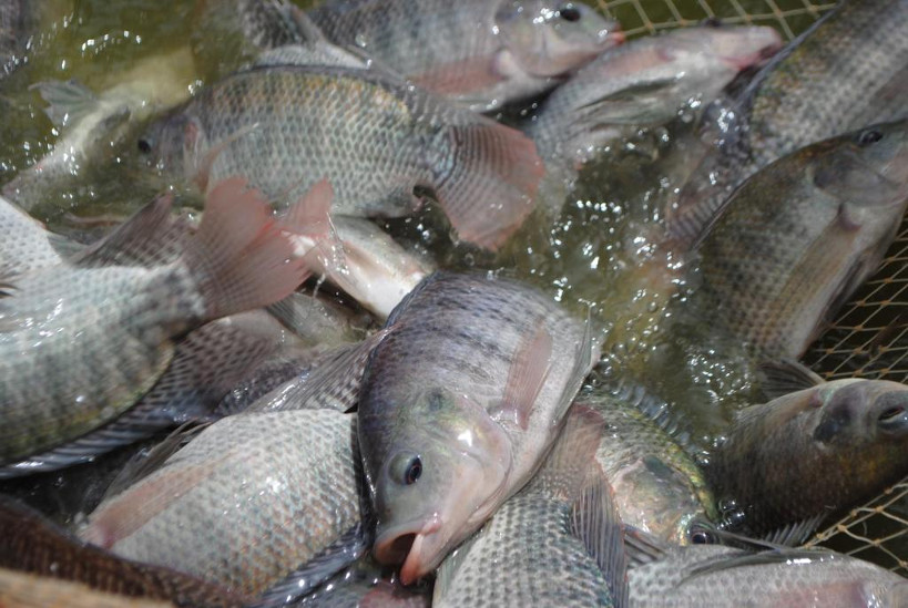 « Parlons de l’Environnement » : poissons de Sélingué, « la production baisse d’année en année »
