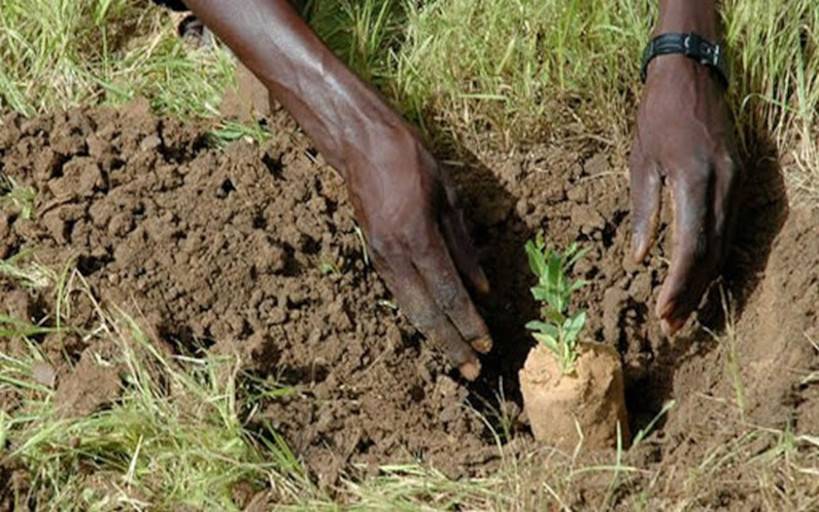 Kadiolo : pour protéger l’environnement, des jeunes plantent des arbres