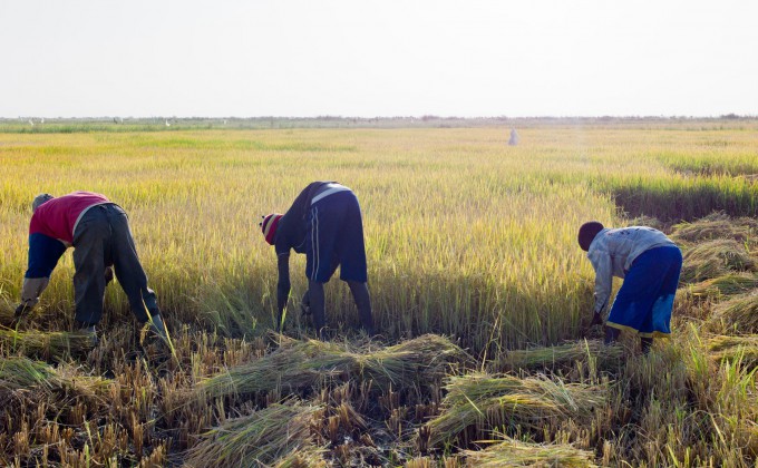 Macina : les exploitants agricoles ont repris le chemin des champs rizicoles