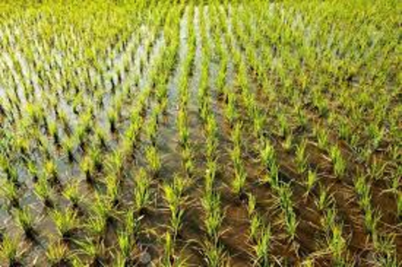 San : plus de 300 hectares offerts aux paysans pour la culture du riz