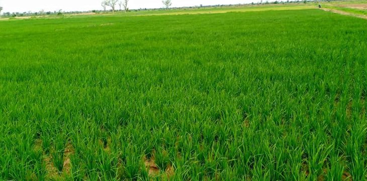 SIKASSO : moins de 20% sur un potentiel agricole de 300 mille hectares est irrigué