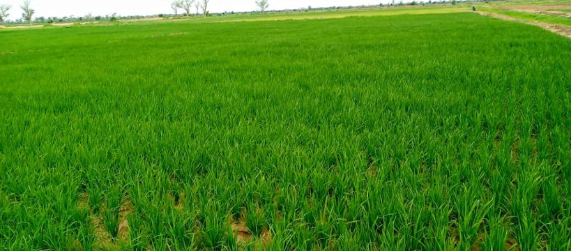 SIKASSO : moins de 20% sur un potentiel agricole de 300 mille hectares est irrigué