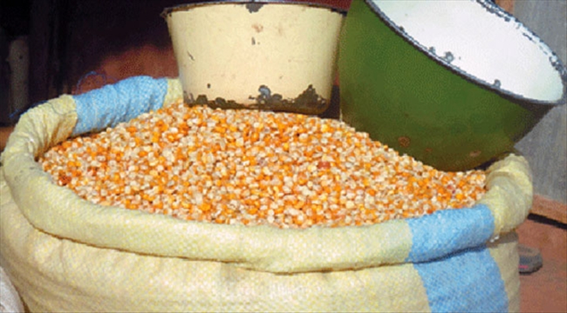 SIKASSO : le sac de 100 kg de maïs passe de 12 000 FCFA à 10 000 FCFA
