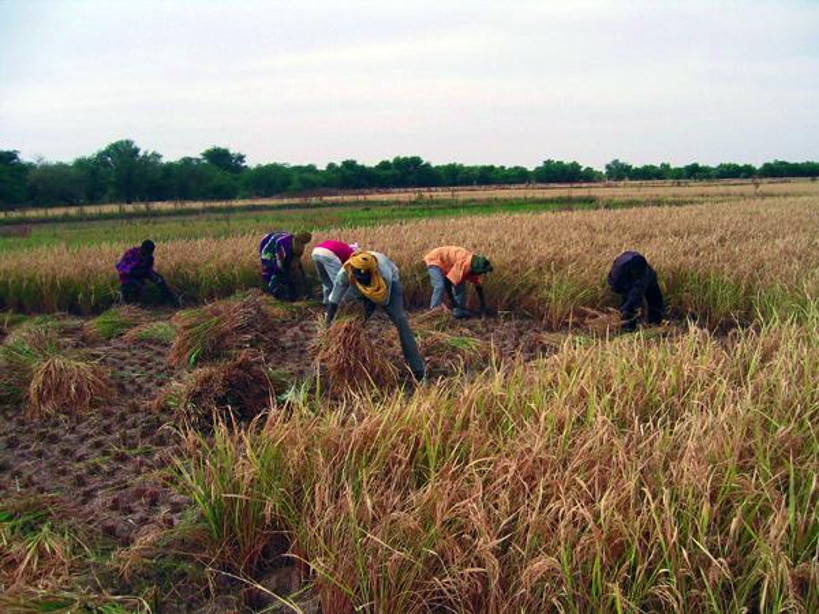 SAN : des cultivateurs déplorent la mauvaise répartition des pluies