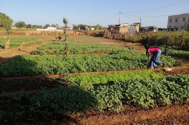 Des maraîchères de Bafoulabé attirent l'attention des autorités sur l'état défectueux des jardins