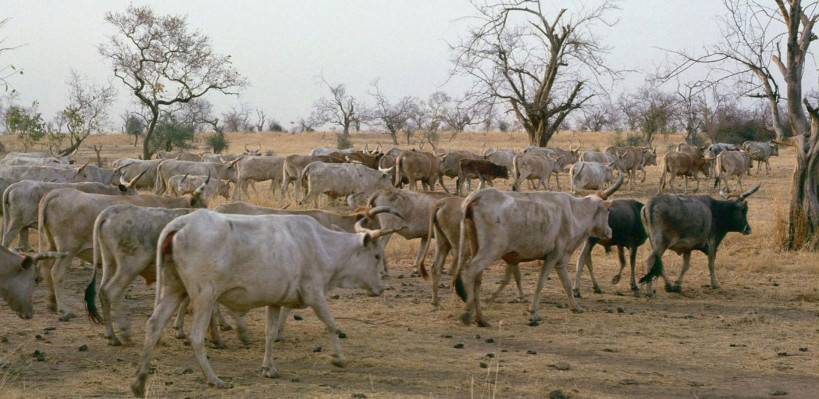 Plus de 50 têtes de bétails volés à Ansongo