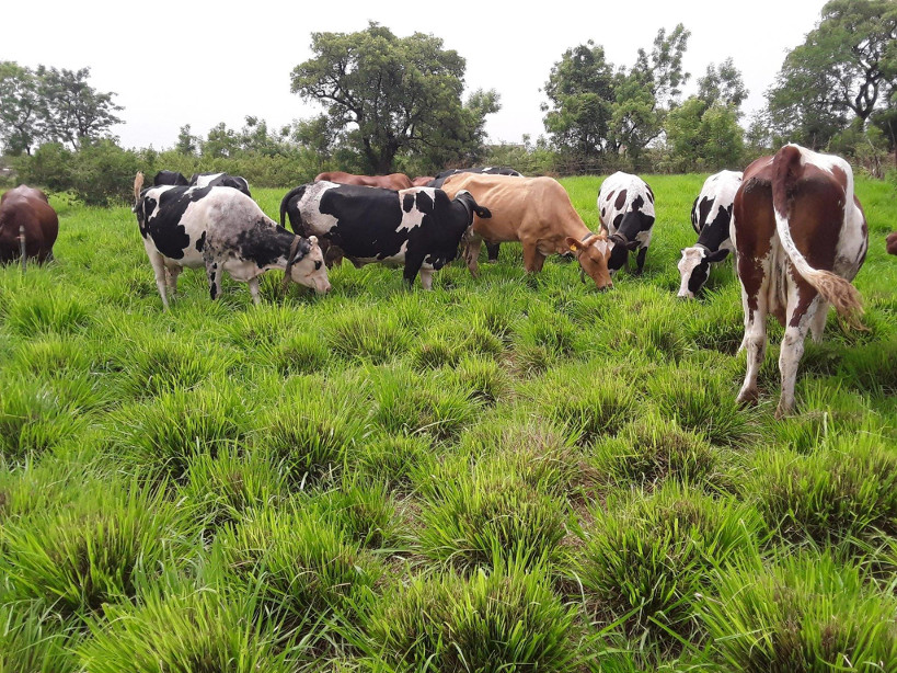 YOROSSO : tension entre éleveurs et agriculteurs
