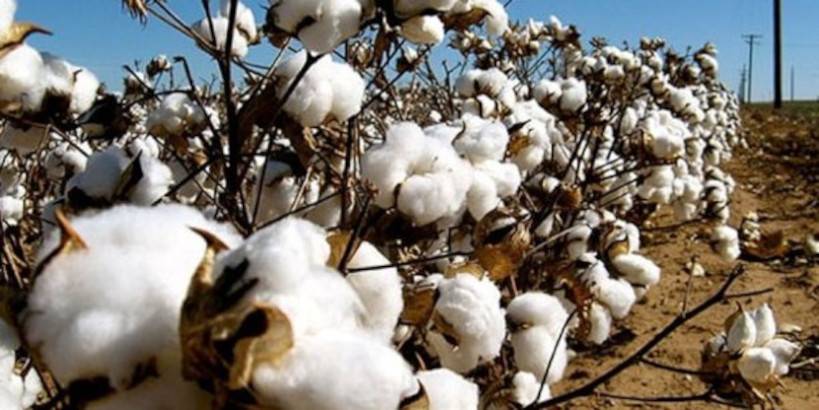 Yorosso : 3ème producteur national de coton