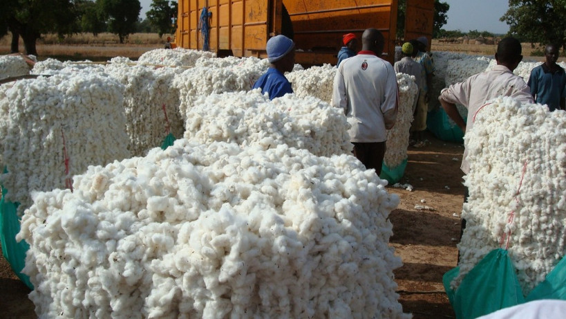 Production coton en Afrique:  le Mali retrouve le premier rang