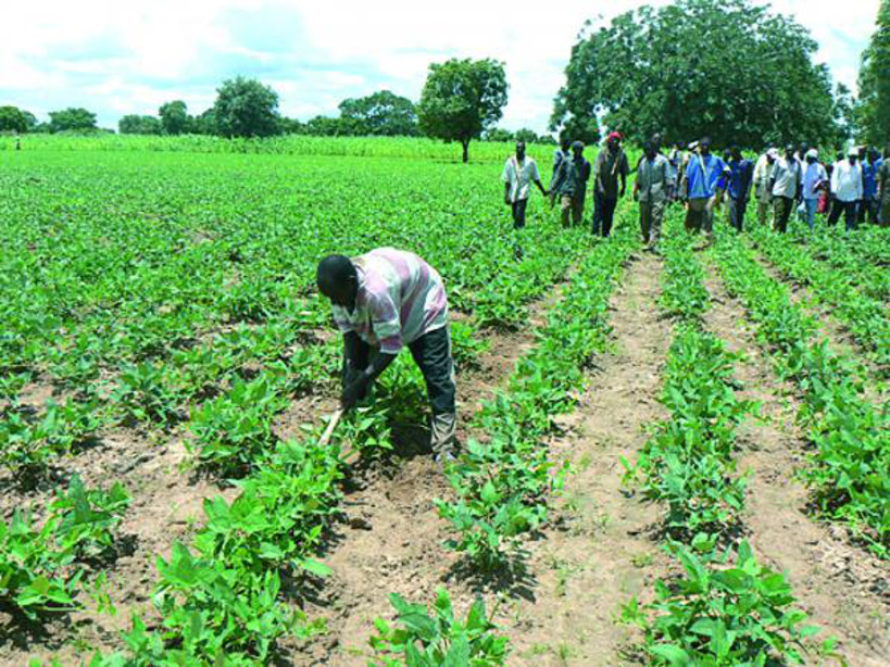 Agriculture : 64 Millions d’euros investis par la banque mondiale pour l’amélioration de la productivité agricole au Mali.