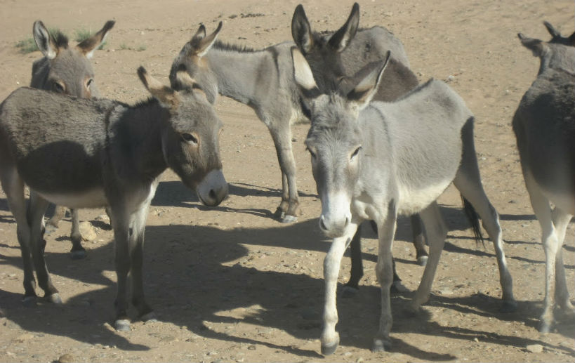 Commerce illégal:exportation de peaux  d’ânes du Mali vers la Chine