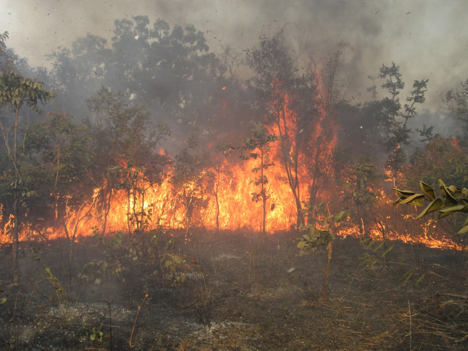 Gao : plusieurs communes touchées par les feux de brousse