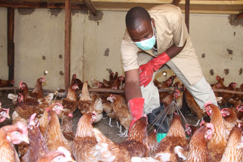 Grippe aviaire : Le gouvernement du Mali interdit l’importation de volaille du Burkina Faso.