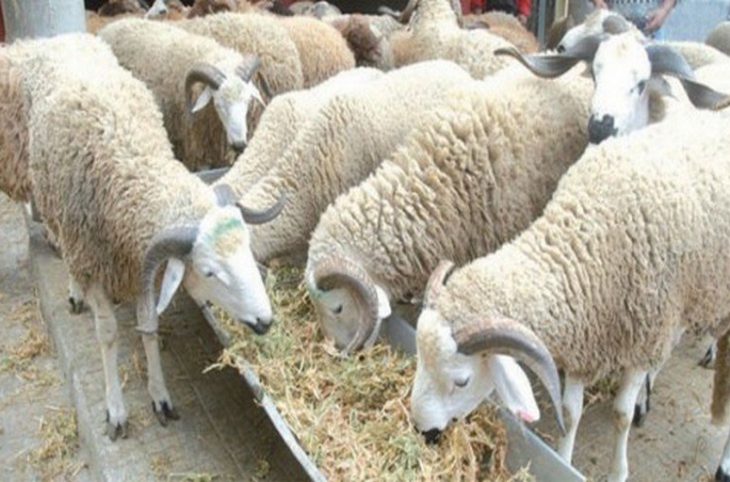 Le Magazine du 14 Août 2018 : Fête de Tabaski, l'islam recommande à ses fidèles ayant  les moyens, de sacrifier un mouton