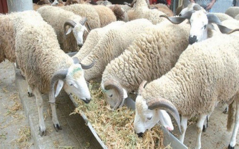 Le Magazine du 14 Août 2018 : Fête de Tabaski, l’islam recommande à ses fidèles ayant  les moyens, de sacrifier un mouton