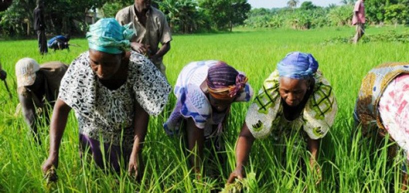Entre deux récoltes : les femmes rurales frappées par la période de soudure au Mali